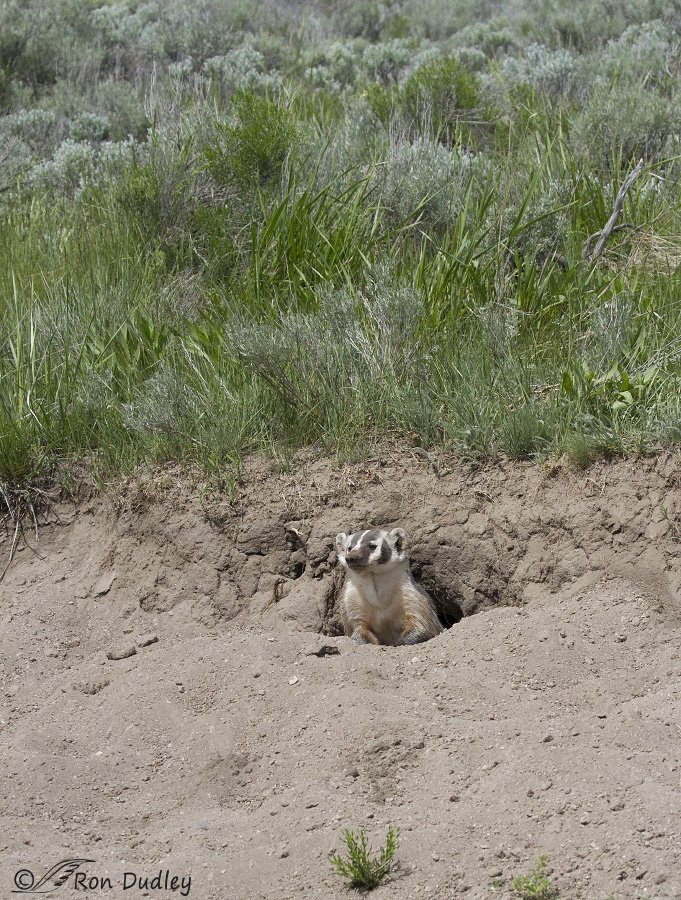 badger 1814 ron dudley