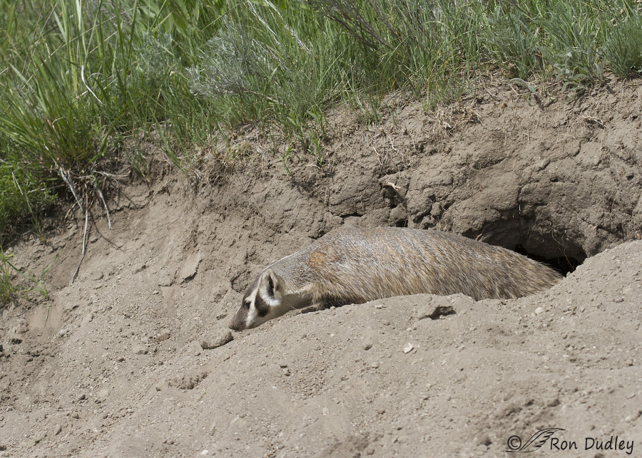 badger 1822 ron dudley