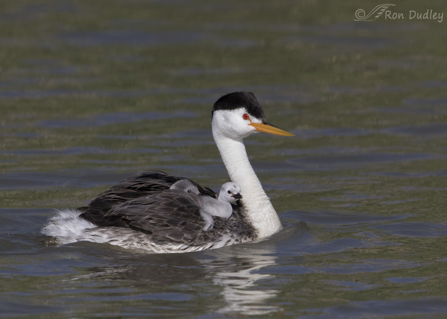 clark's grebe 1966 ron dudley