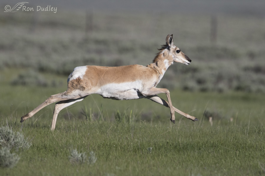 pronghorn 9332 ron dudley