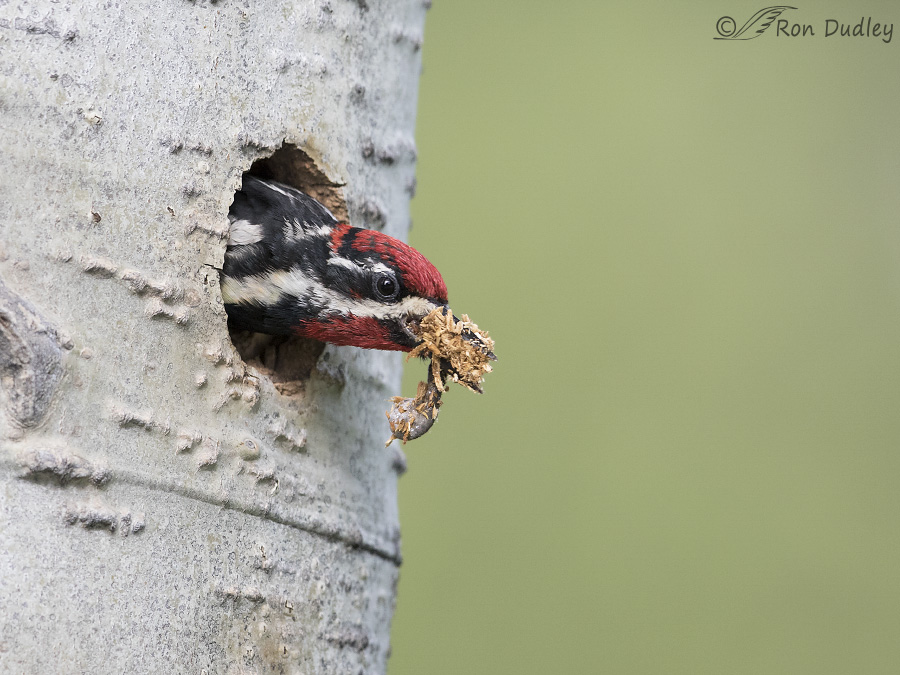 red-naped sapsucker 4941 ron dudley