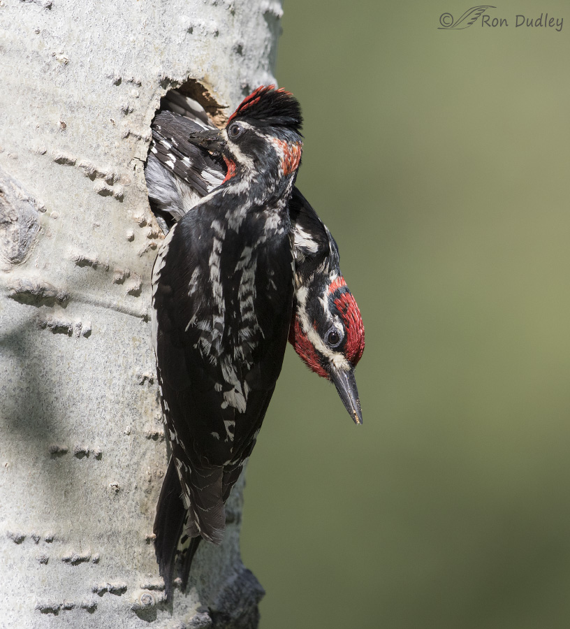 red-naped sapsucker 5147 ron dudley