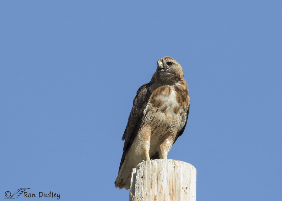 red-tailed hawk 4302 ron dudley