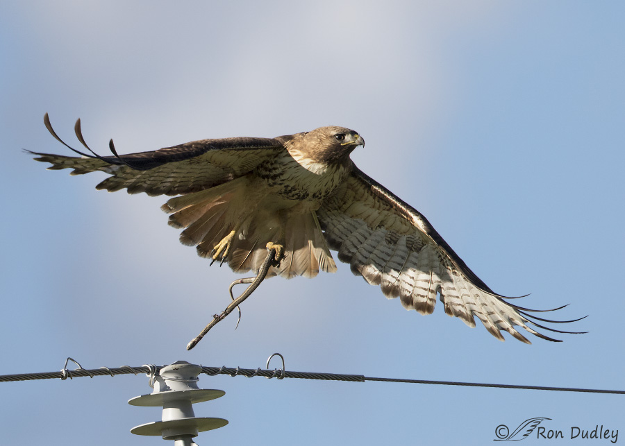 red-tailed hawk 8999 ron dudley