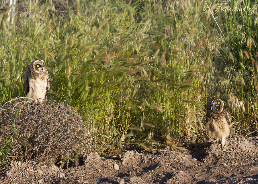 short-eared owl 1253 ron dudley