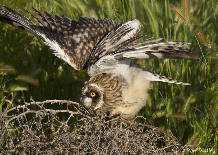 short-eared owl 1332 ron dudley