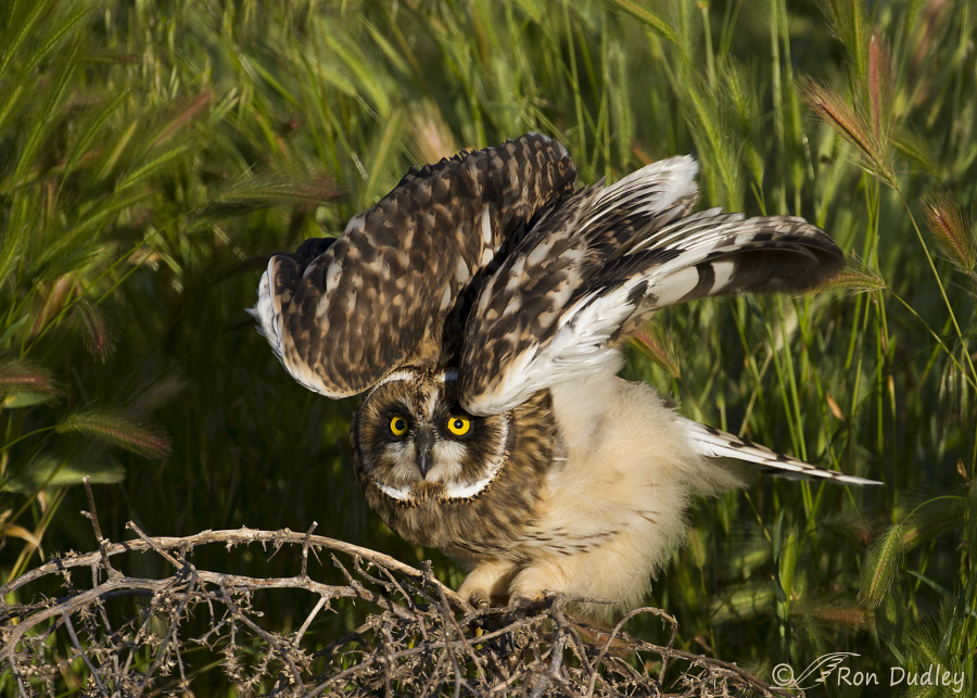 short-eared owl 1337 ron dudley