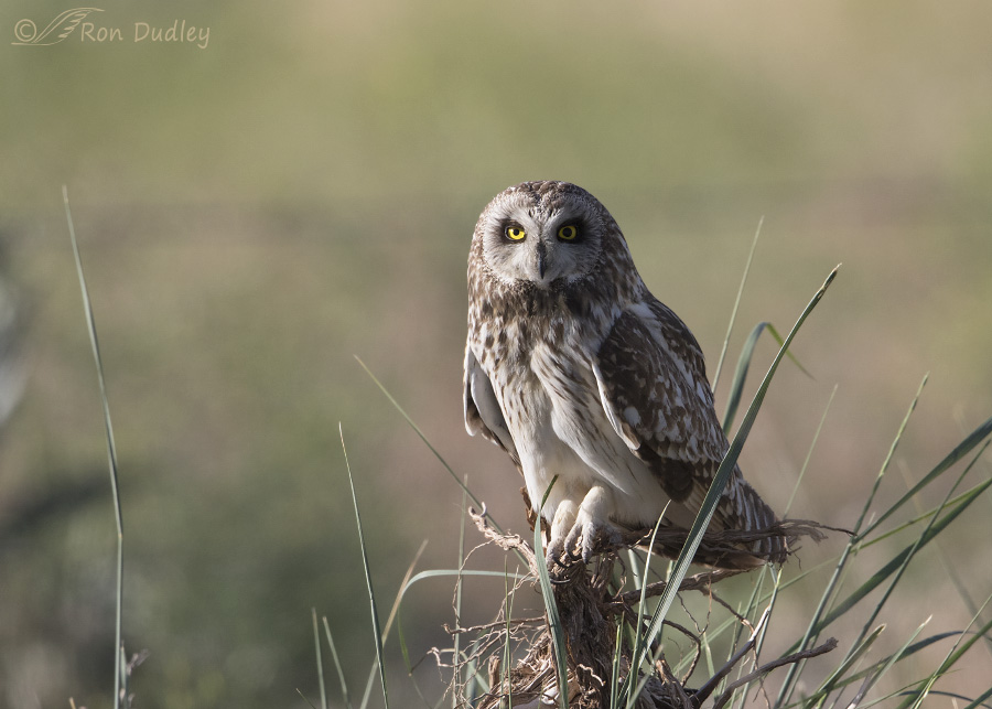 short-eared owl 2417 ron dudley