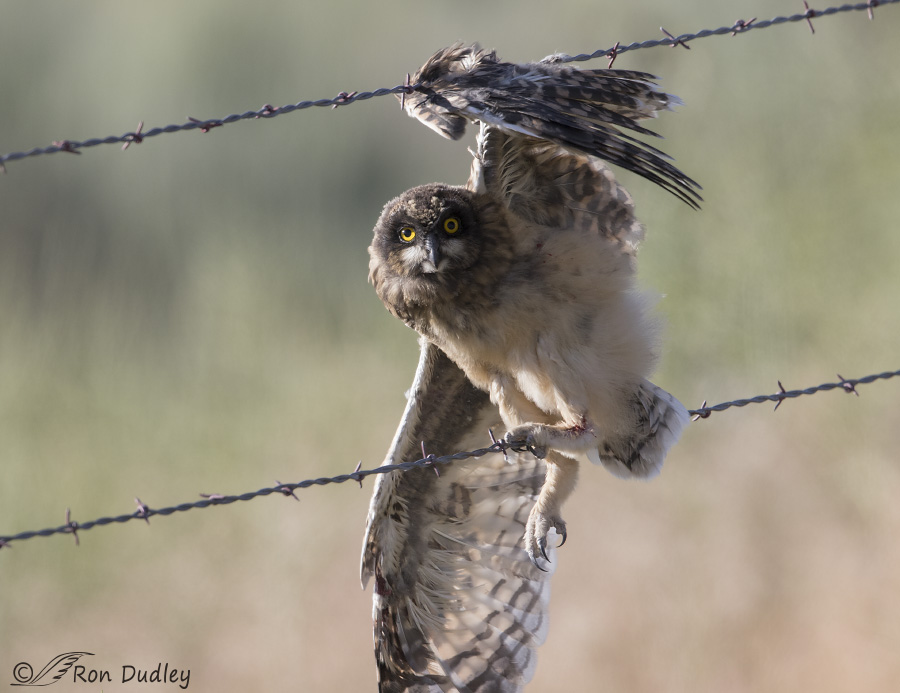 short-eared owl 2430 ron dudley