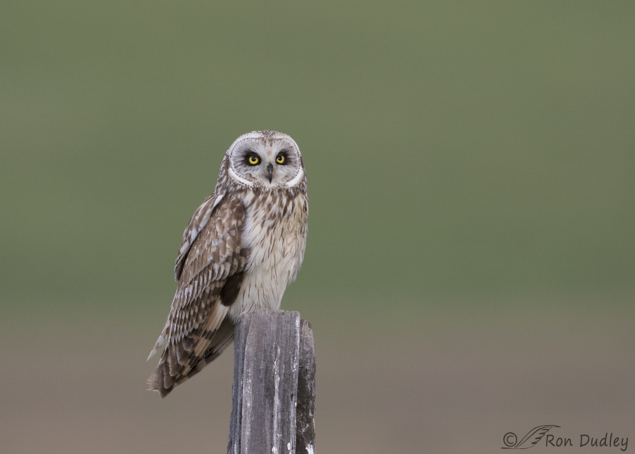 short-eared owl 3180 ron dudley