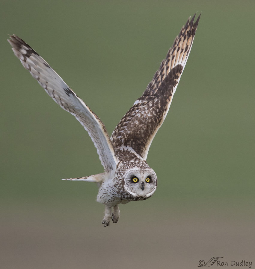 short-eared owl 3187 ron dudley