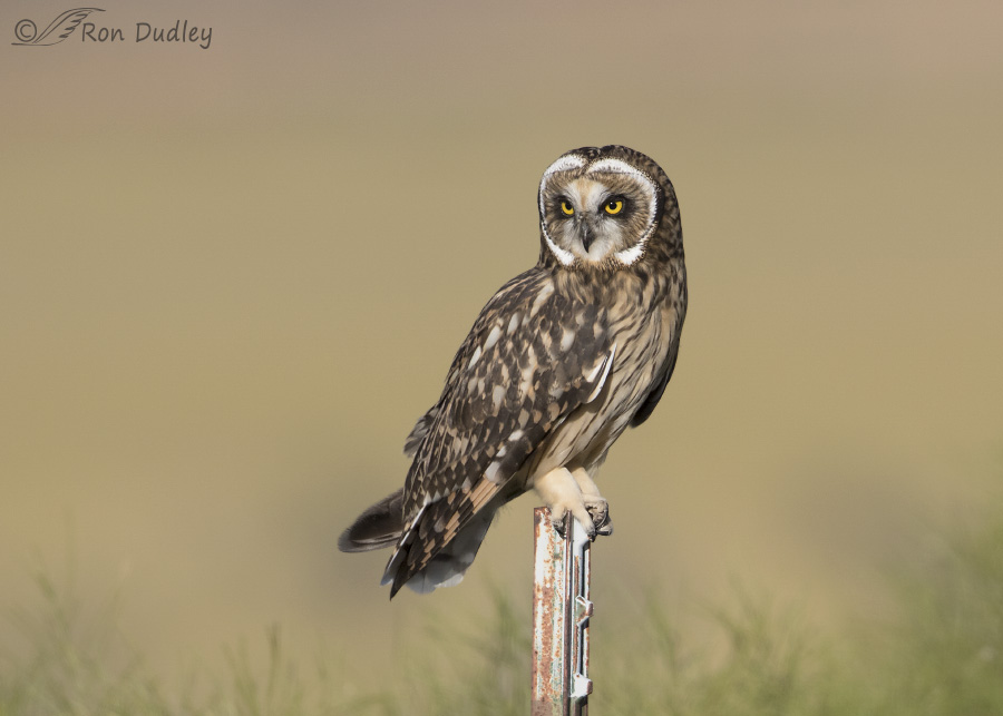 short-eared owl 3932 ron dudley