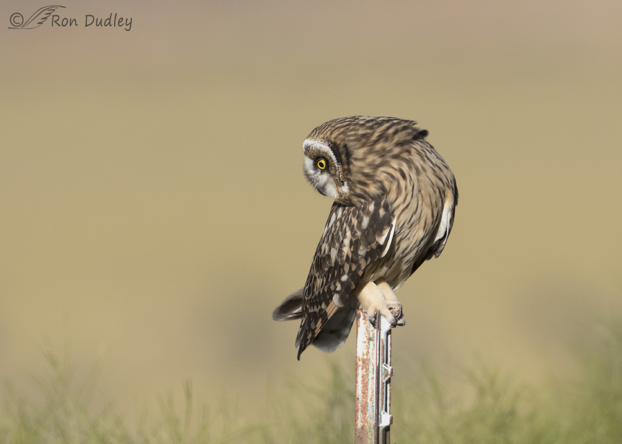 short-eared owl 3956 ron dudley