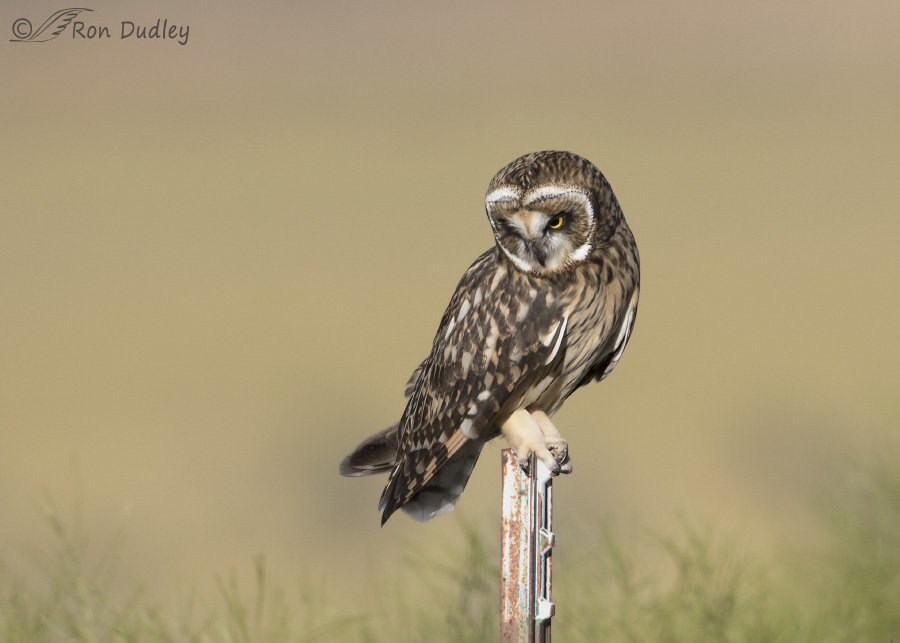 short-eared owl 3963 ron dudley