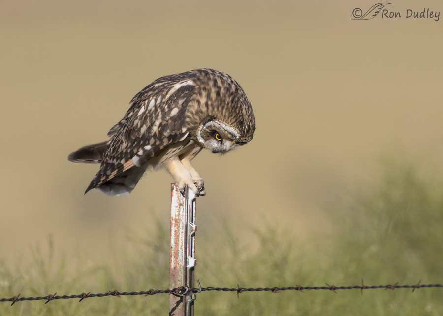 short-eared owl 3976 ron dudley