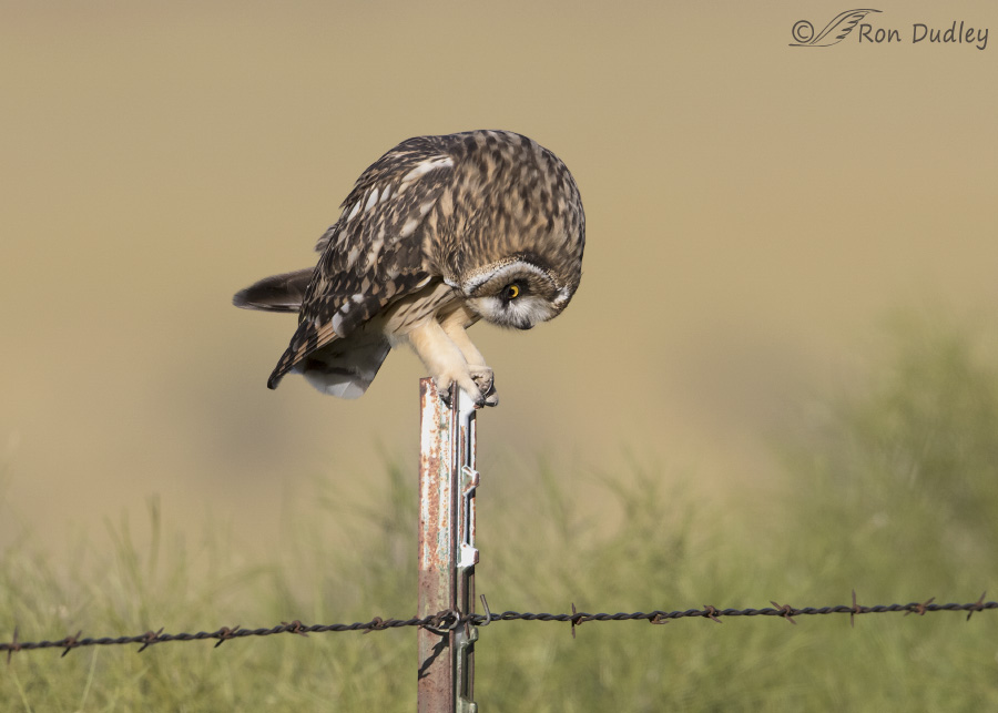 short-eared owl 3977 ron dudley