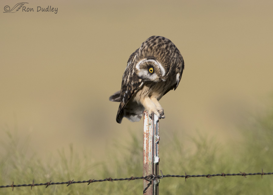 short-eared owl 3989 ron dudley