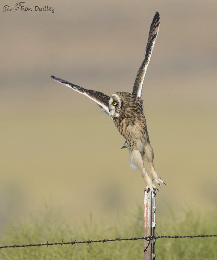 short-eared owl 4038 ron dudley