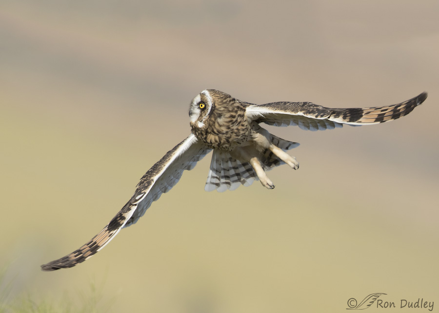 short-eared owl 4039b ron dudley