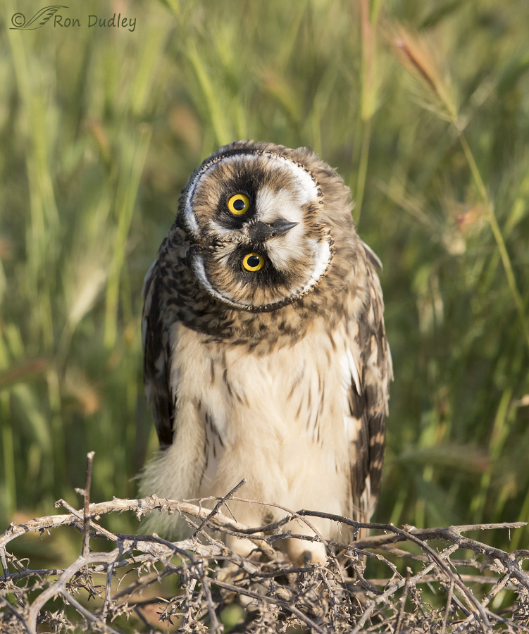 short-eared owl 5221 ron dudley