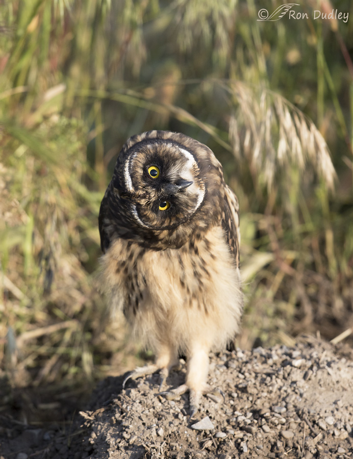 short-eared owl 5442b ron dudley