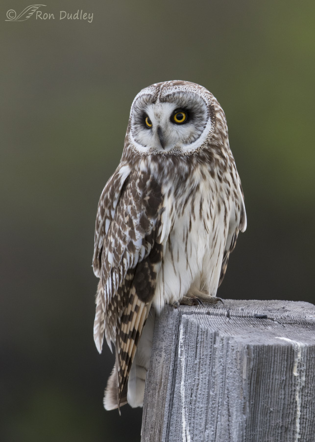 short-eared owl 6158 ron dudley
