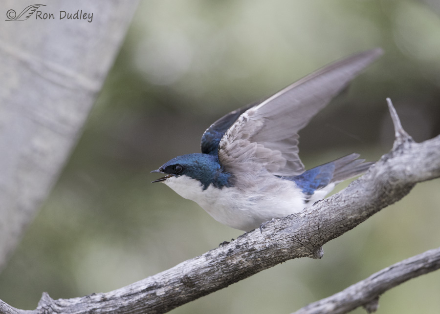 tree sparrow 6596 ron dudley