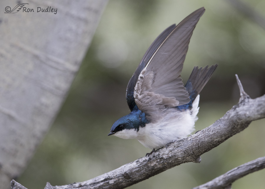 tree swallow 6580 ron dudley