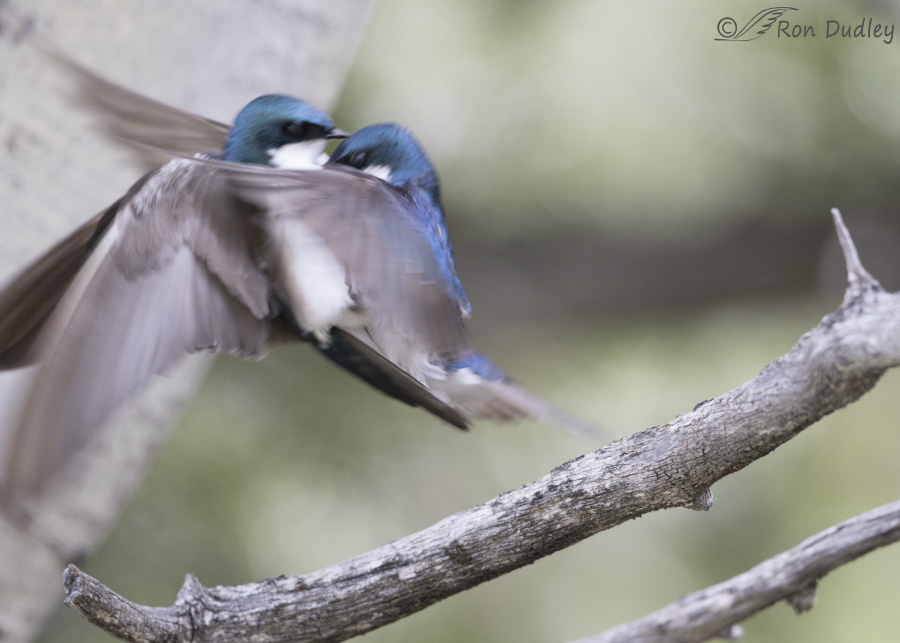 tree swallow 6598 ron dudley