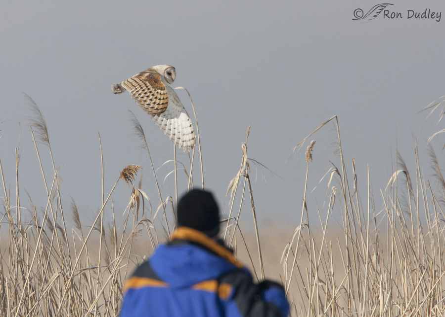 barn owl 0178 ron dudley