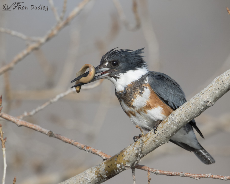 belted kingfisher 2775 ron dudley
