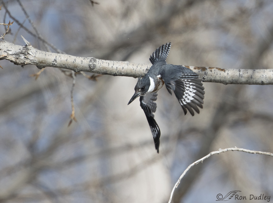 belted kingfisher 3700 ron dudley