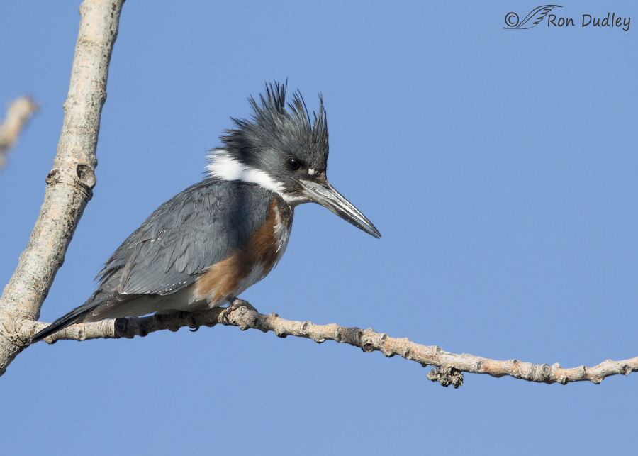belted kingfisher 6304 ron dudley