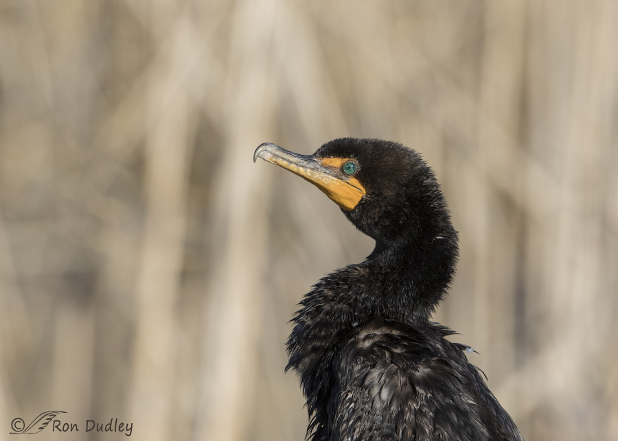 double-crested cormorant 1716 ron dudley