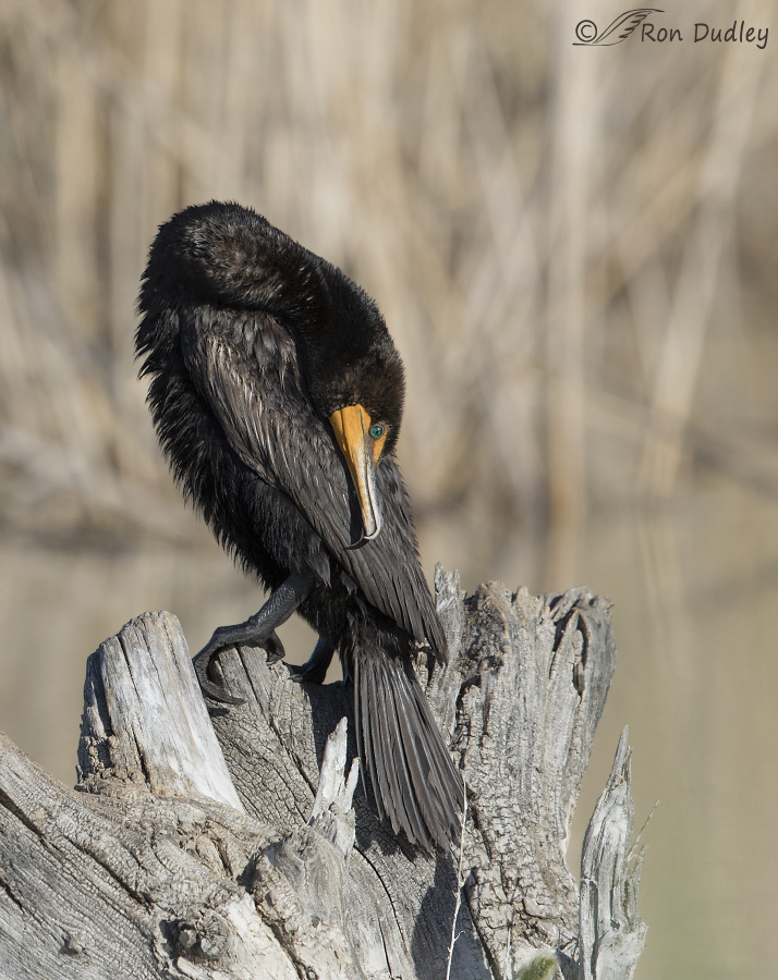 double-crested cormorant 1838 ron dudley