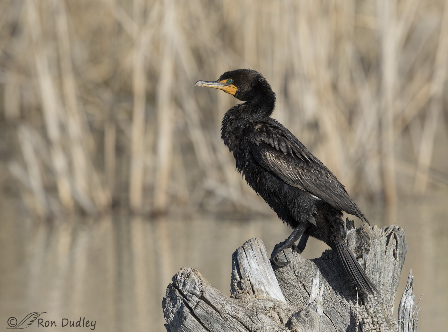 double-crested cormorant 1856 ron dudley