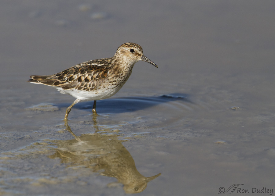 least sandpiper 7834 ron dudley