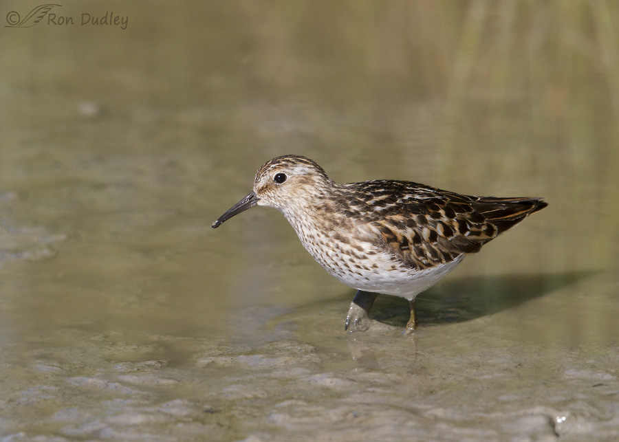 least sandpiper 7853 ron dudley