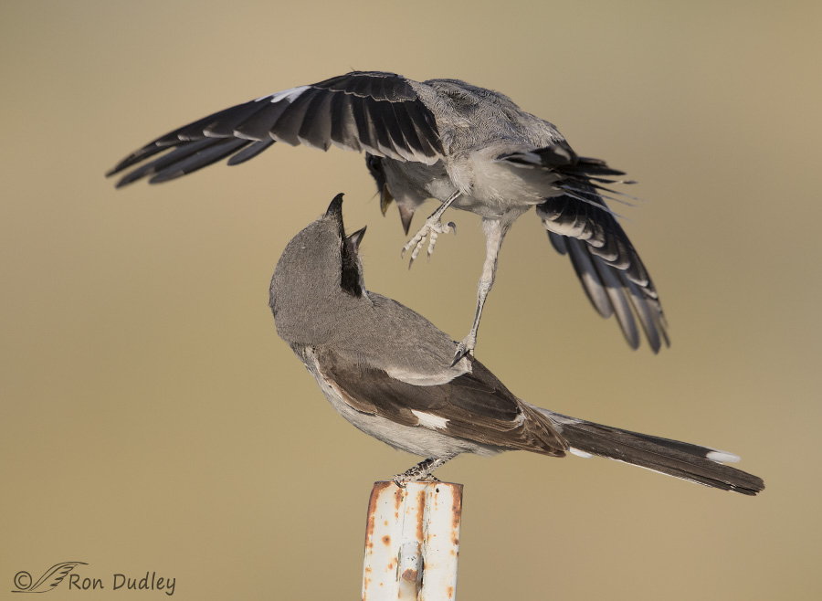 loggerhead shrike 6263 ron dudley