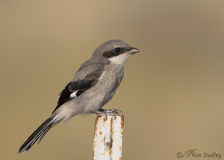 loggerhead shrike 6282 ron dudley
