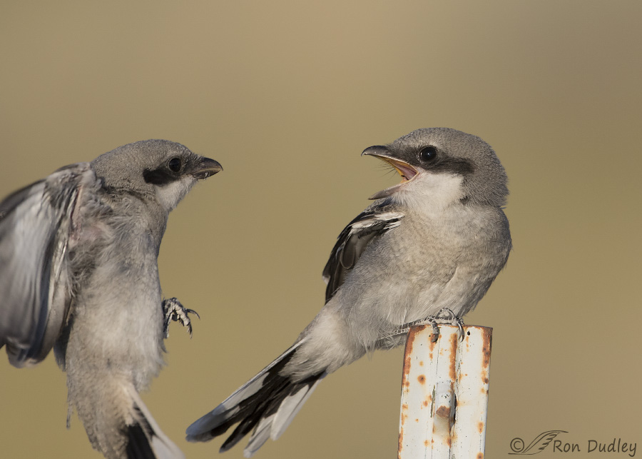 loggerhead shrike 6283 ron dudley