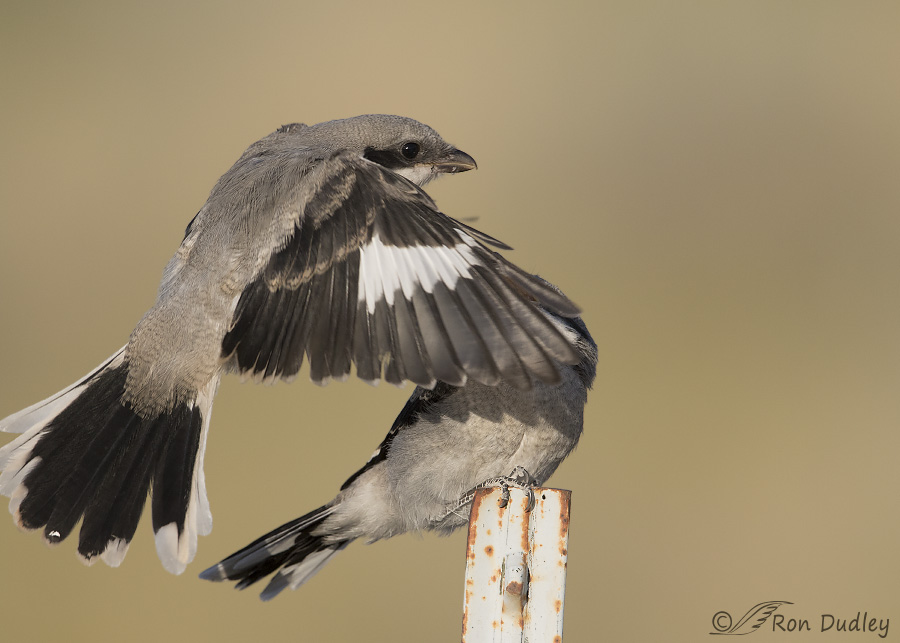 loggerhead shrike 6284 ron dudley