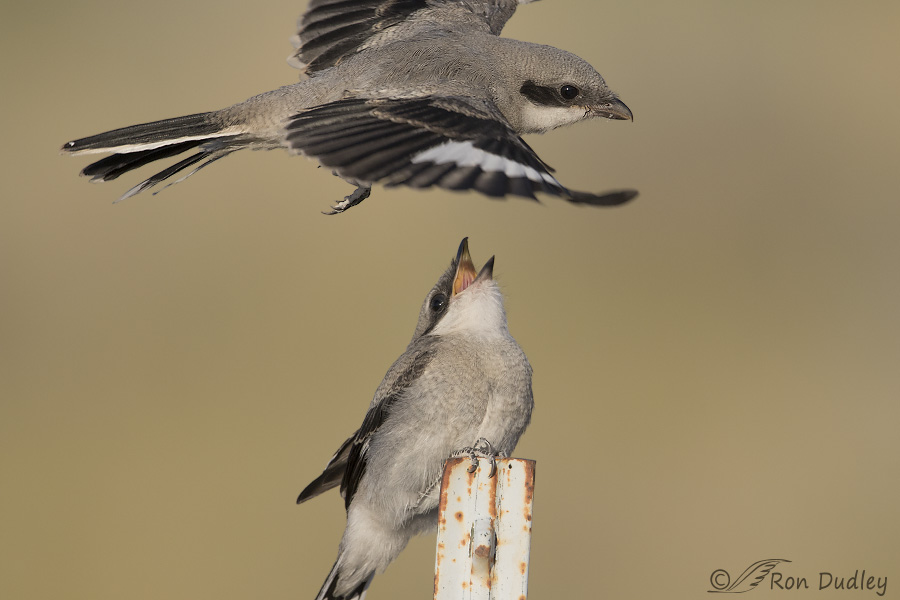 loggerhead shrike 6285 ron dudley