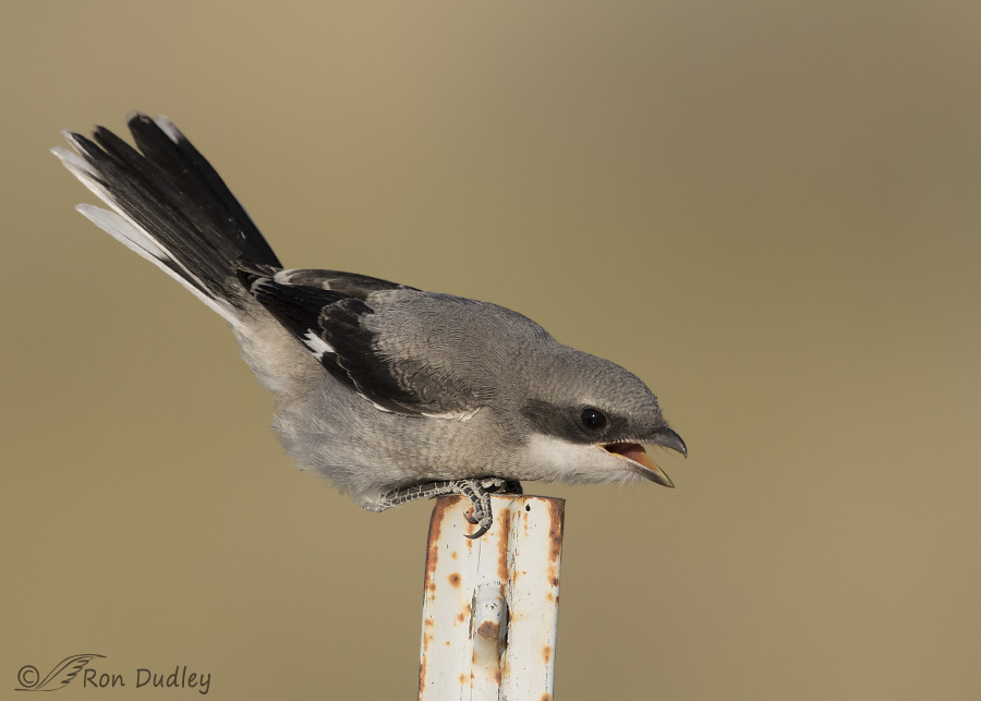 loggerhead shrike 6288 ron dudley