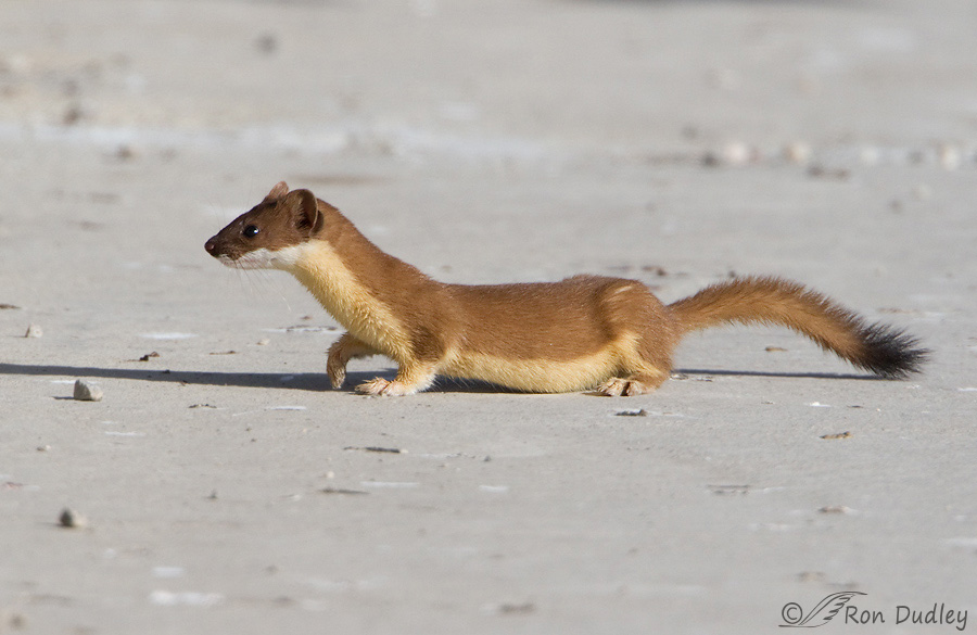 long-tailed weasel 1138 ron dudley
