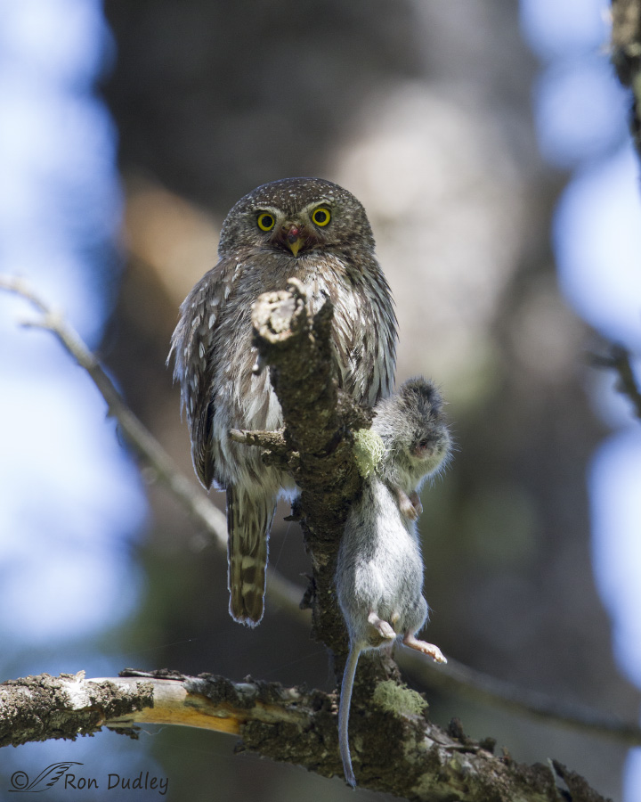 northern pygmy owl 7624 ron dudley