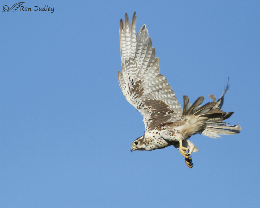 prairie falcon 7296b ron dudley