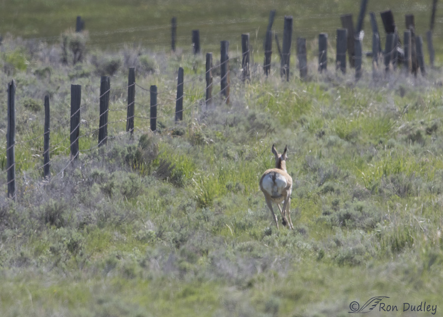 pronghorn 8193 ron dudley