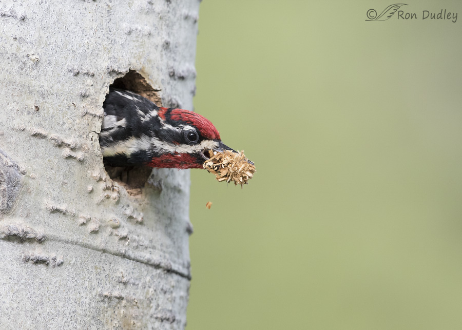 red-naped sapsucker 4873 ron dudley