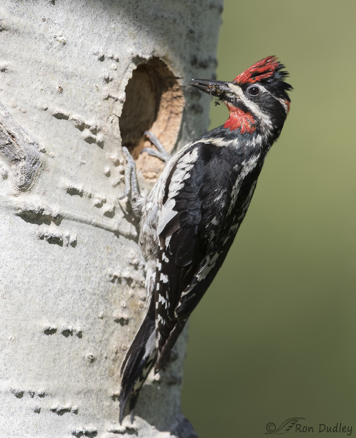 red-naped sapsucker 5257 ron dudley